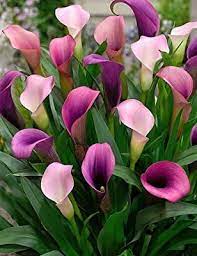 Amazon Com Pasja Calla Lily Garden Outdoor Lily Plant Care Lily Plants Pink Calla Lilies