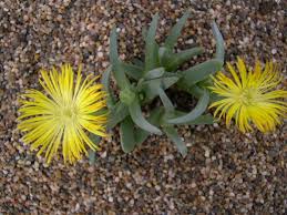 Image result for Hereroa