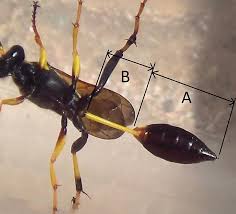 The black and yellow mud daubers are solitary parasitoid wasps that build nests out of mud. Sexing A Black Yellow Mud Dauber Wasp Sceliphron Caementarium Bugguide Net