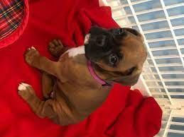 Boxer brindle boxer, great puppy we just can not give him the attention he deserves. Boxer Puppies For Sale Ashwood Drive Sunderland Md 315847