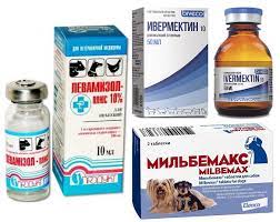 chto takoe dirofilyarioz u sobak ego simptomy i lechenie veterinariya sobaki vladelcy sobak