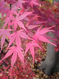 Cold Hardy Japanese Maples Selecting Japanese Maples For Zone 4 Gardens Zone 4 Garden Container Plants Japanese Maple Tree
