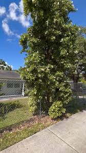 Image result for Tragia shirensis