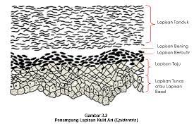 Lapisan ini membentuk 60 persen permukaan padat kulit bumi dan terus menerus terbentuk. 3 Lapisan Struktur Kulit Kulit Ari Epidermis Kulit Jangat Dermis Korium Atau Kutis Dan Jaringan Penyambung Jaringan Ikat Bawah Kulit Tela Subkutanea Hipodermis Atau Subkutis Pintu Belajar Cerdas Pbc