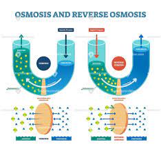 Osmosis Reverse Vector Illustration Vectormine Osmosis Biology Lessons Teaching Biology