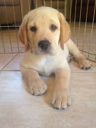 10 Amazing Facts About Labrador Retrievers And Ideas In 2020 Labrador Retriever Labrador Puppy Yellow Lab Puppy