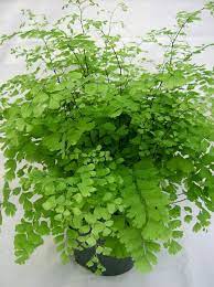 Growing And Caring For Maidenhair Ferns Ferns Garden Container Gardening Green Plants
