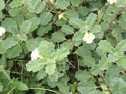 Image result for Pedalium