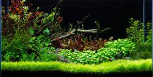 This type of carpet grass is usually recommended to aquatic hobbyists who are new to world of aquarium ownership. How Hard Is It To Grow Hairgrass To Carpet My Planted Aquarium Planted Tank Source