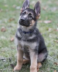 Browse thru our id verified puppy for sale. Puppy Is Sworn Into The Cleveland Metroparks Ranger Department Daily Mail Online