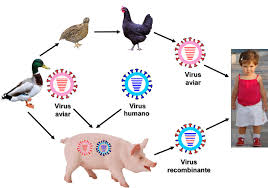Los contagios de la gripe aviar entre especies tienen su base en la mutación del virus, que ocasionalmente genera cepas capaces de saltar de unas a otras e infectar a las segundas, lo que ha. Posibles Vias De Transmision De Virus De La Gripe Aviar Desde Las Aves Download Scientific Diagram