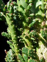 Image result for Opuntia monacantha