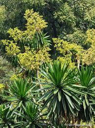 Image result for Dracaena steudneri