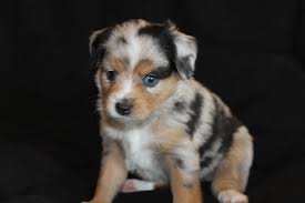 He's a bright, attentive breed, ever eager to work for humans. Admin Alangus Mini Aussies A Dog Blog