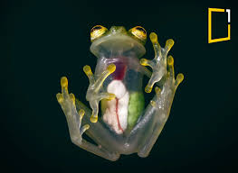 Image result for glass frog