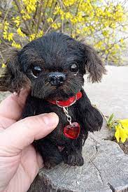 Teddy Puppy Sheny Cat Teddy Bear Bear Stuffed Animal Animal Dolls