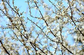 Spray fruit trees with fungicide in early spring before flower buds open. Flowering Trees Spring Fruit Trees Tree Flowers Nature Branch Blossomed Low Angle View Plant Pxfuel