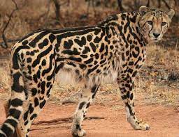 King Cheetah Baby Cheetahs Rare Animals Wild Cats