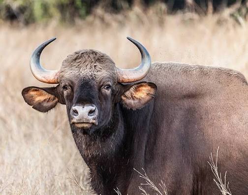 2,200+ Indian Bison Or Gaur Stock Photos, Pictures & Royalty-Free Images - iStock