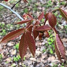 Image result for Isoberlinia tomentosa