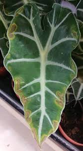 Some varieties not only mimic the shape but also the size of an elephant's ear. Alocasia Kris Plant Elephant Ear Our House Plants