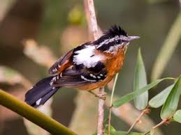 Image result for Vangueria ferruginea