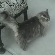 Look at pictures of domestic mediumhair kittens who need a home. Lost Cat Domestic Medium Hair In Wallingford Ct Lost My Kitty Russian Blue Cat Lost Cat Russian Blue