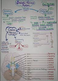 The central nervous system or cns include the brain and spinal cord. Nervous System Diagram And Notes The Central Nervous System Cns