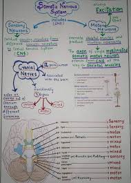 Central nervous system (with diagram) | zoology. Nervous System Diagram And Notes The Central Nervous System Cns