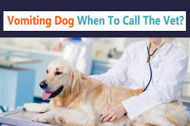 Vomiting Dog When To Call The Vet The Ultimate Guide Vets Dogs Dog Health