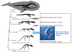 Killer Whale Evolution Chart The Evolution Of Whales