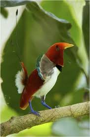 White Bird With Blue Feet The King Bird Of Paradise Cicinnurus Regius The Male Is A Crimson And White With Bright Blue Feet And Green Tipped Fan Lik Birds Beautiful Birds Nature Birds