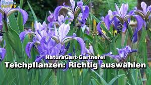 Naturagart Tv Teichpflanzen Richtig Auswahlen Teich Garten Und Natur Videos