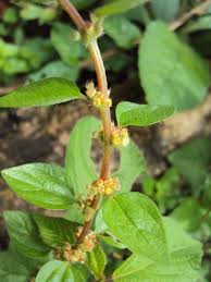 Image result for Pouzolzia parasitica