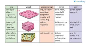 Tiger information in marathi : All Of The Stratified Epithelium Meaning In Marathi