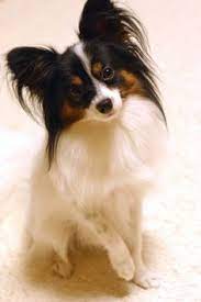 Chihuahua adalah ras anjing terkecil dan dinamakan atas daerah chihuahua di meksiko. Anjing Unik Pokervovo Com Agen Judi Domino Bank Lokal