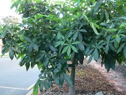 Image result for Pachira glabra