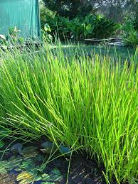 Image result for Eleocharis dulcis