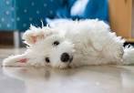 Coton de Tulear Puppies For Sale - Coton Puppies ...