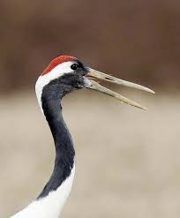 Bird With Big Mouth And Eyes Pin On Red Crowned Crane