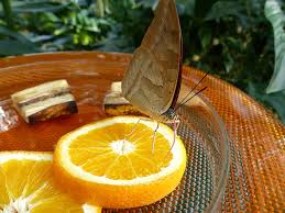 Check spelling or type a new query. Hd Wallpaper Butterfly Feeding Sugar Water Orange Slices Oranges Butterfly House Wallpaper Flare