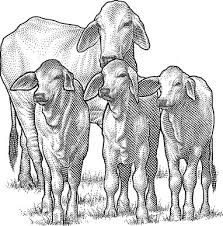 In Australia, Cowboys Use Satellites to Home In on the Range - WSJ