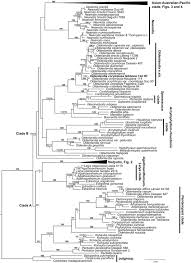 Image result for Agathisanthemum globosum