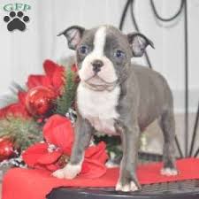 Greenfield puppies has puppies for sale in ohio! Brody Boston Terrier Puppy For Sale In Ohio Boston Terrier Puppy Boston Terrier Boston Terrier Dog