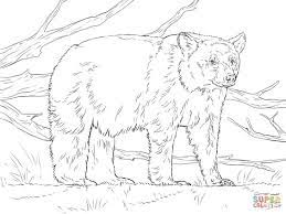 Download this running horse printable to entertain your child. Realistic American Black Bear Coloring Page Supercoloring Com Bear Coloring Pages Polar Bear Coloring Page Animal Coloring Pages