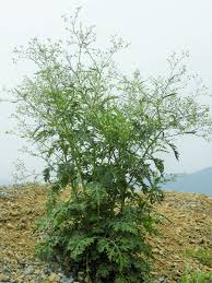 Image result for Parthenium