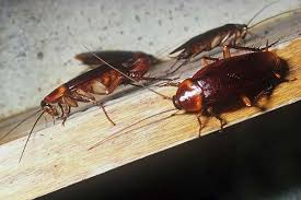 Aquí te explicaremos todo sobre estos insectos, las razones para su exactamente, esta especie es más conocida frecuentemente como cucaracha americana. Como Eliminar Cucarachas En Un Piso Y Prevenir Su Aparicion Geindepo
