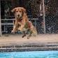 Soggy Doggy: Dog Swim (Sept. 6-7,2025)