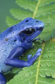 Blue Poison Frog Dendrobates Azurius Gail Melville Shumway Photography Poison Frog Animals Cute Frogs