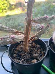 How to identify 13 most common succulent genera | easy identification. Need Some Help Identifying And Treating My Indoor Cactus That I Ve Had For Years Indoorgarden